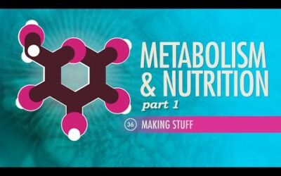Metabolism & Nutrition, Part 1: Crash Course Anatomy & Physiology #36