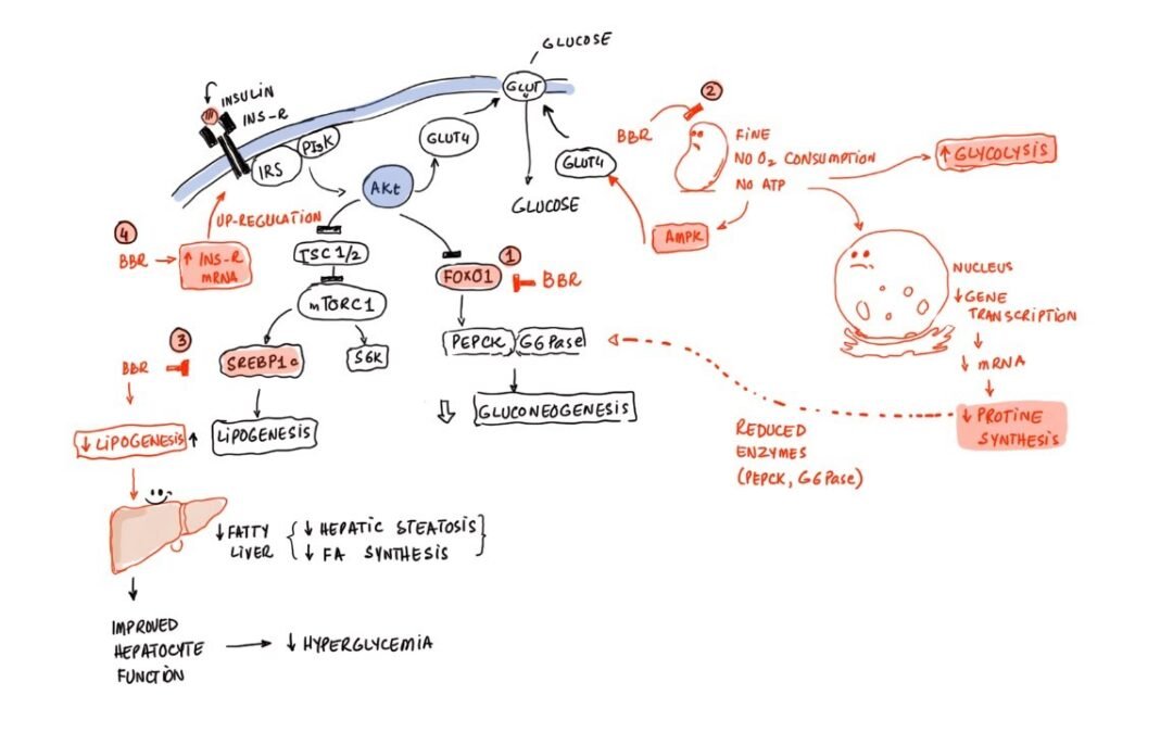 Berberine: Liver and Metabolic Health