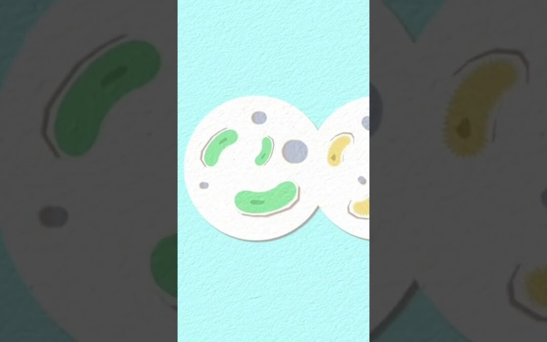 Is OMAD with Carnivore the Ultimate Solution for Metabolic Health?